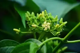 Gymnema Sylvestre